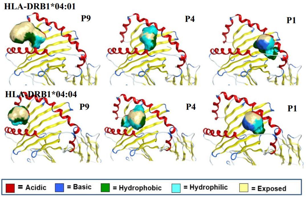 应用高通量虚拟筛选加速先导化合物开发（三）:HLA-DR研究案例