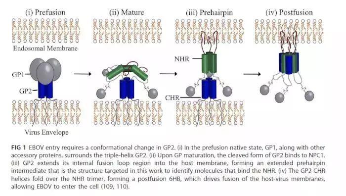 靶向GP2蛋白的埃博拉病毒抑制剂虚拟筛选策略