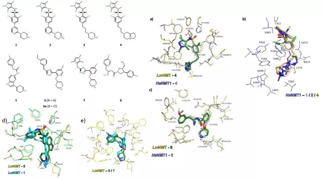 JMC | 如何针对高度保守的结合位点设计高选择性配体？N-肉豆蔻酰基转移酶的案例研究