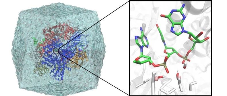 Nature Catalysis | 量化计算结合实验揭示RNA 聚合酶II催化机理