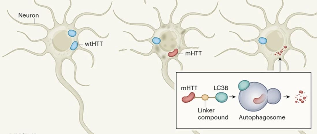 Nature | 高通量筛选发现分子胶水用于神经疾病的治疗