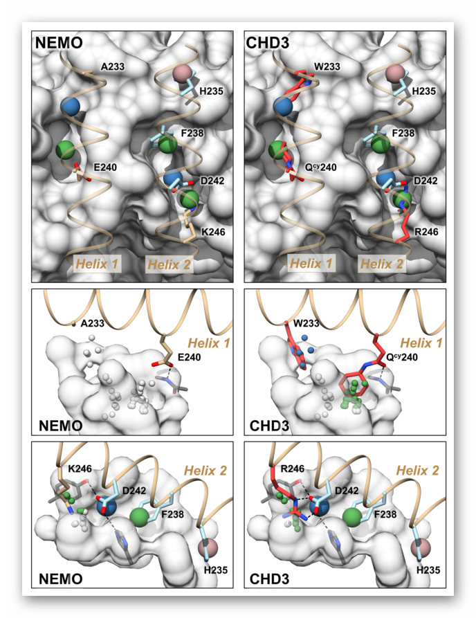 Nature Communications丨理性设计抗卡波氏肉瘤vFLIP-NEMO蛋白-蛋白相互作用抑制剂