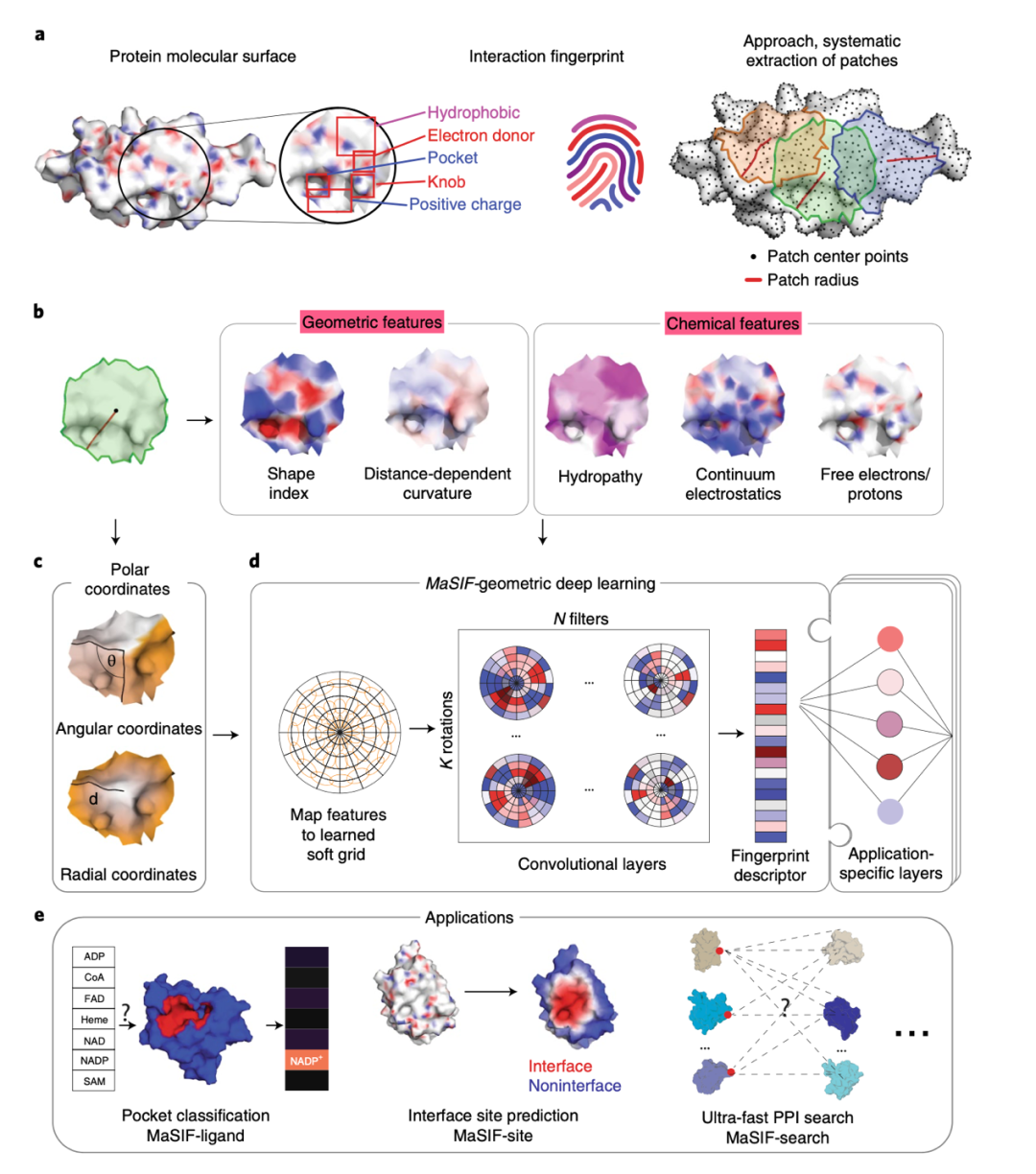 Nature Methods | 基于几何深度学习的蛋白表面相互作用指纹及其应用 Nature Methods | 基于几何深度学习的蛋白表面相互作用指纹及其应用