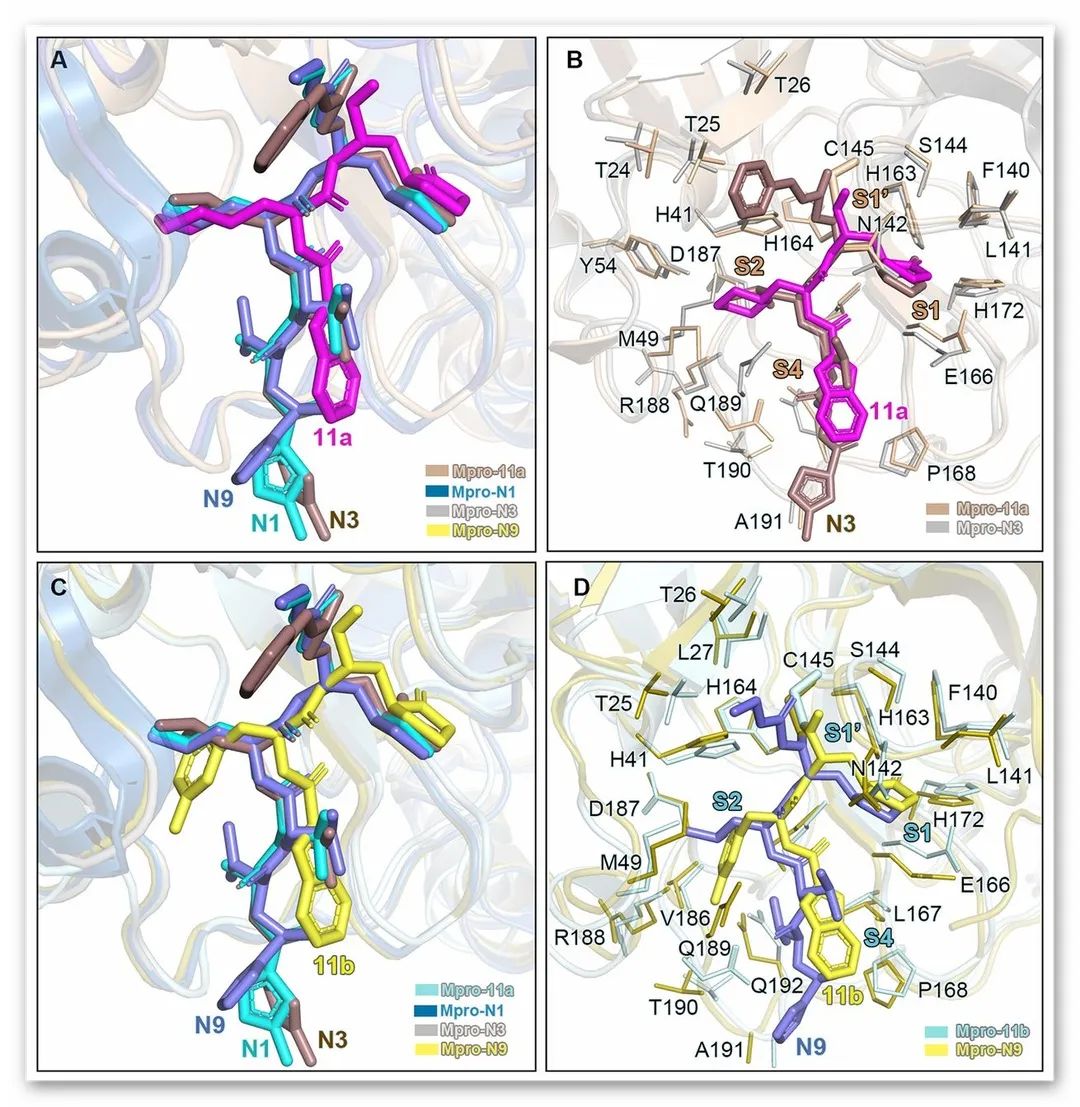 Science丨基于结构的药物设计发现新型抗SARS-CoV-2病毒抑制剂 Science丨基于结构的药物设计发现新型抗SARS-CoV-2病毒抑制剂