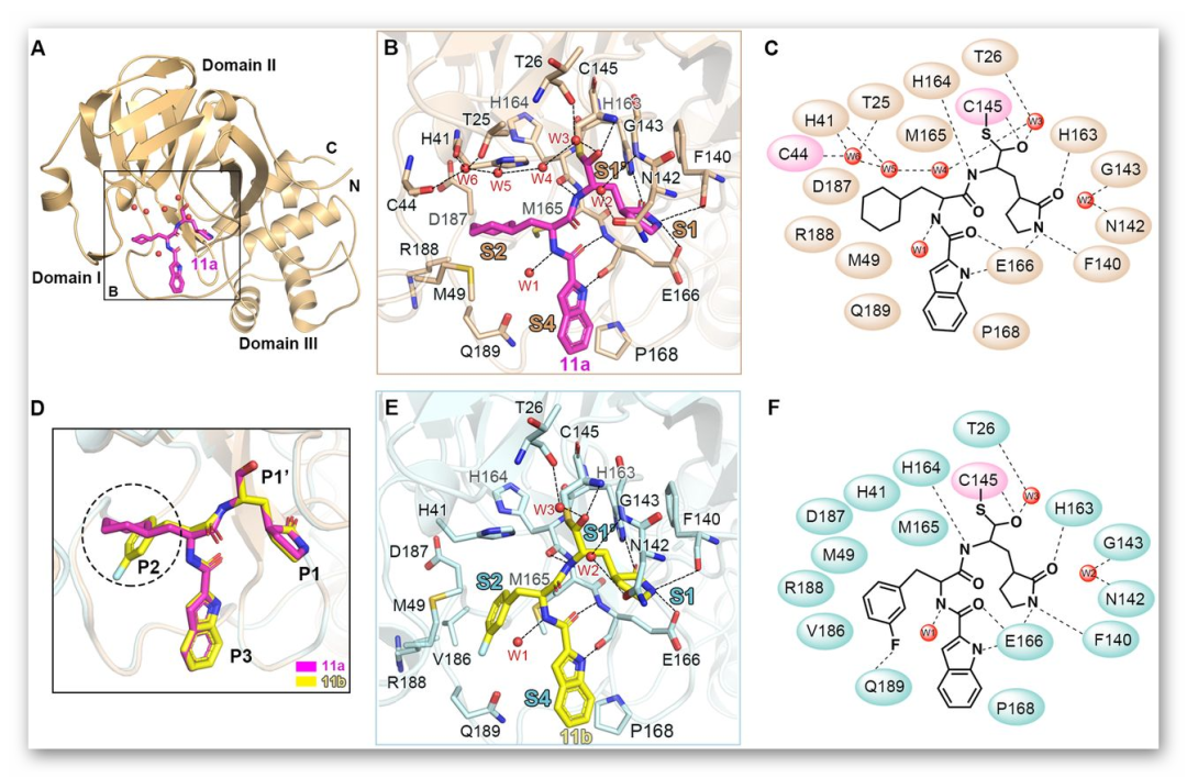 Science丨基于结构的药物设计发现新型抗SARS-CoV-2病毒抑制剂 Science丨基于结构的药物设计发现新型抗SARS-CoV-2病毒抑制剂