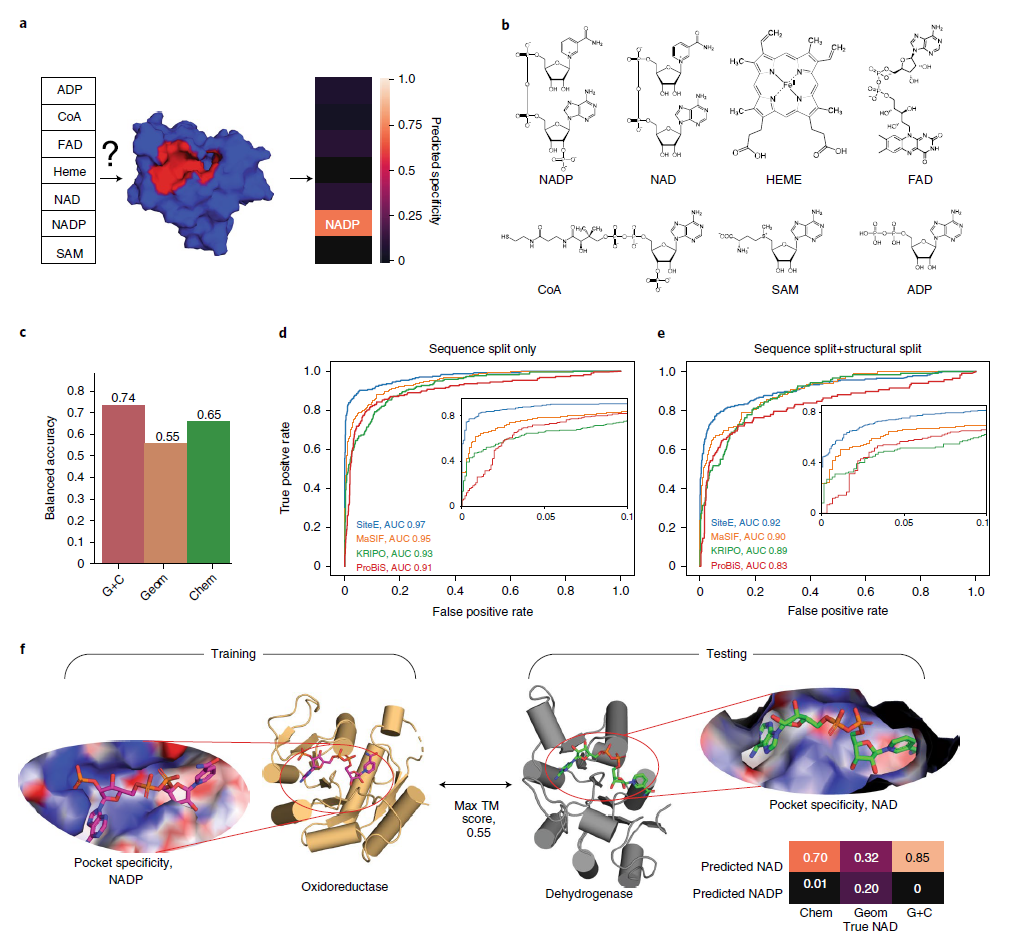 Nature Methods | 基于几何深度学习的蛋白表面相互作用指纹及其应用 Nature Methods | 基于几何深度学习的蛋白表面相互作用指纹及其应用