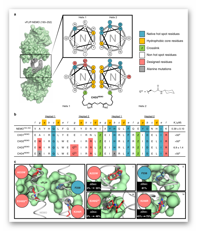 Nature Communications丨理性设计抗卡波氏肉瘤vFLIP-NEMO蛋白-蛋白相互作用抑制剂