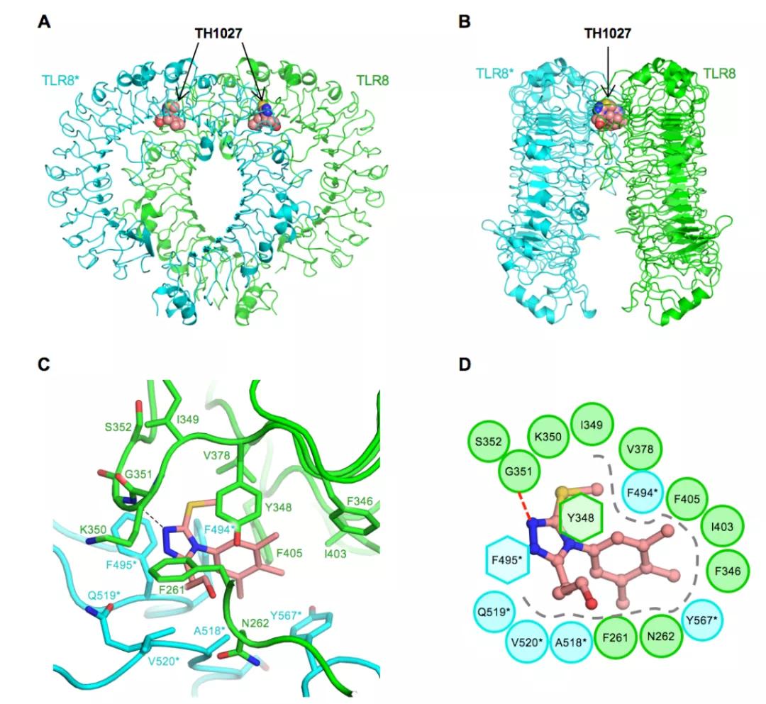 JMC | 靶向TLR8蛋白-蛋白界面抑制剂的理性设计
