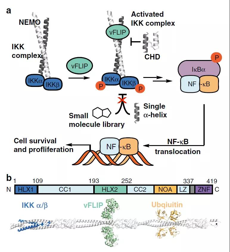 Nature Communications丨理性设计抗卡波氏肉瘤vFLIP-NEMO蛋白-蛋白相互作用抑制剂