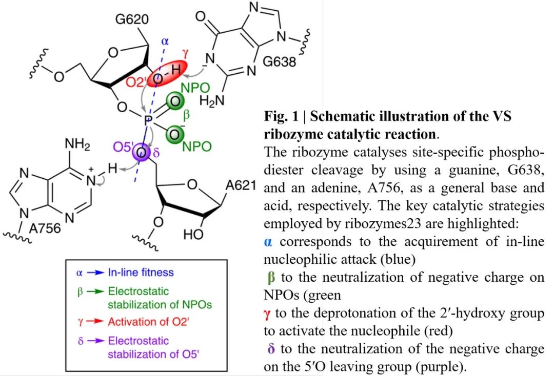 Nature Chemistry | 理论结合实验揭示Varkud卫星核酶的催化机理