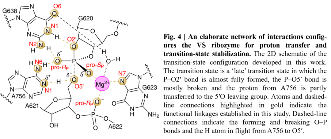 Nature Chemistry | 理论结合实验揭示Varkud卫星核酶的催化机理