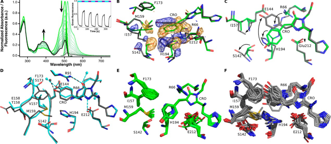 JACS | 分子动力学揭示绿色荧光蛋白mEos4b的发光机制