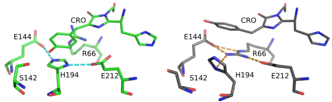 JACS | 分子动力学揭示绿色荧光蛋白mEos4b的发光机制 JACS | 分子动力学揭示绿色荧光蛋白mEos4b的发光机制