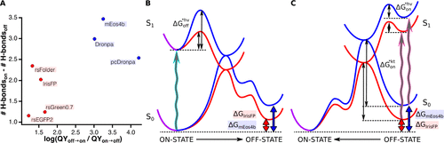 JACS | 分子动力学揭示绿色荧光蛋白mEos4b的发光机制