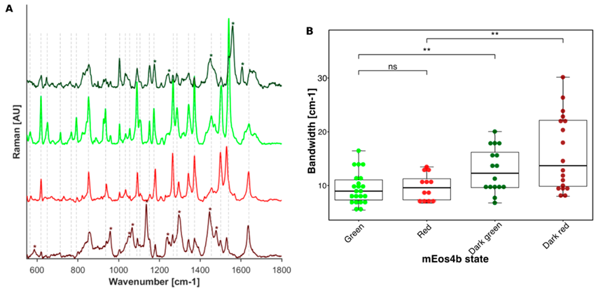 JACS | 分子动力学揭示绿色荧光蛋白mEos4b的发光机制