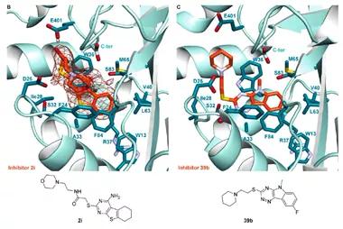 ACS Chem. Biol. | 结核分枝杆菌乙酰转移酶Eis抑制剂的结构导向优化