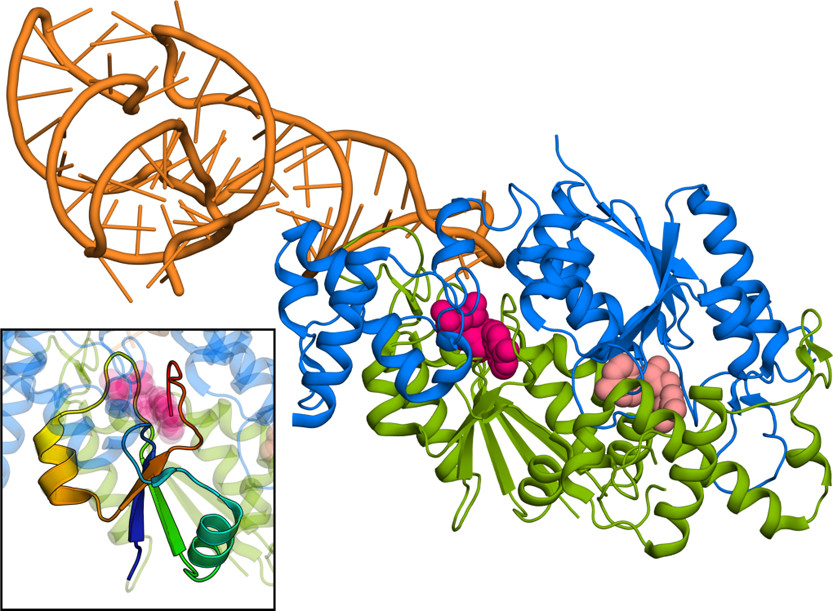 ACS Catalysis | 分子模拟结合量化计算研究Mg离子介导的TrmD酶甲基转移过程