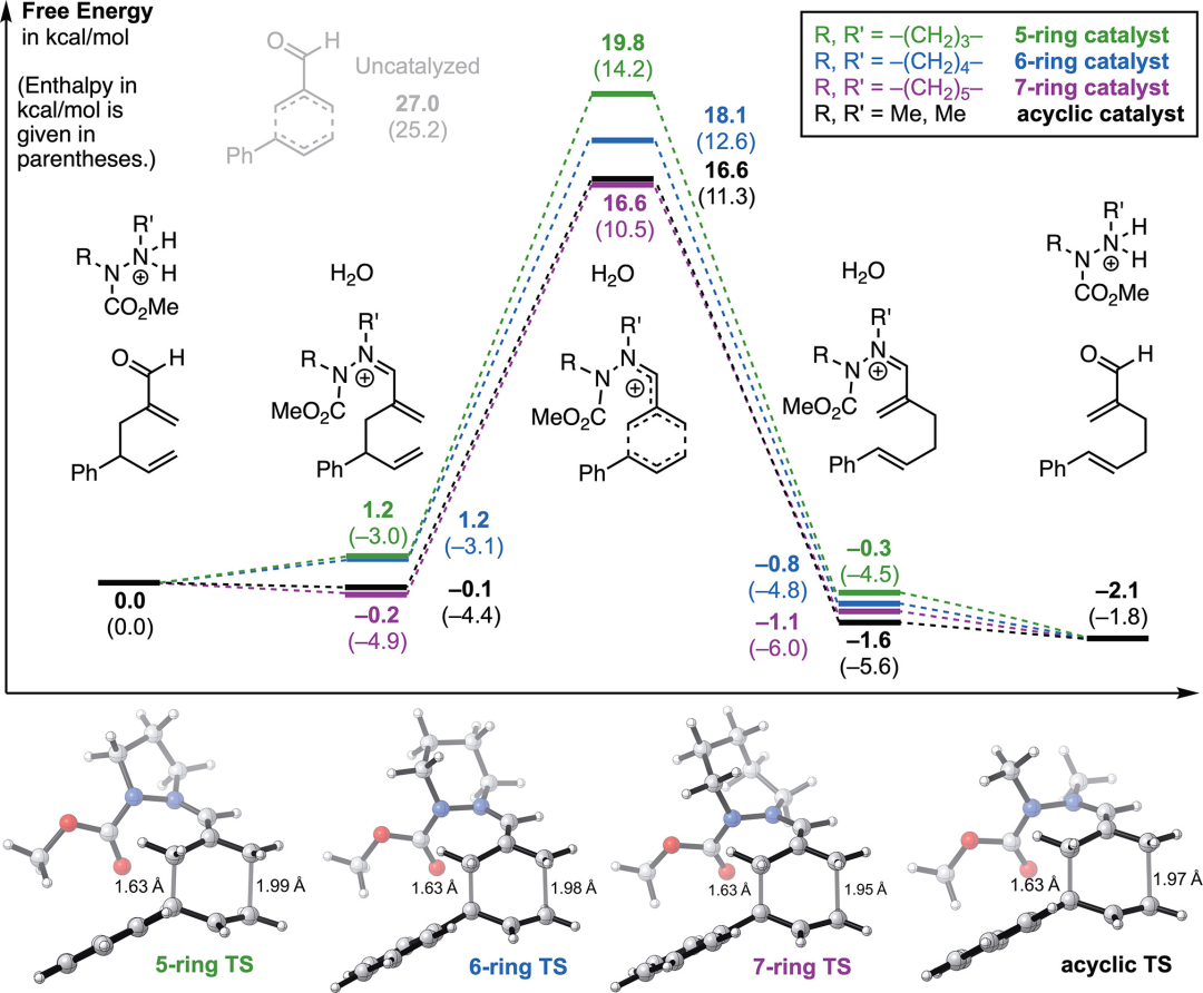 JACS | 环越大催化效率越高？计算加实验研究Cope重排反应机制