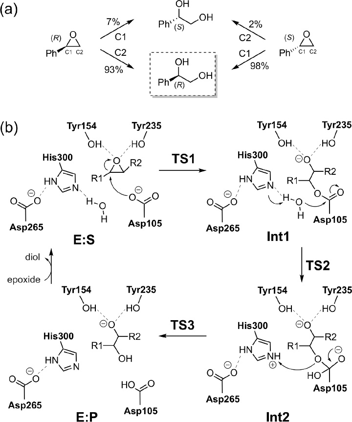 ACS Catalysis | 量子化学方法研究酶催化的立体选择性