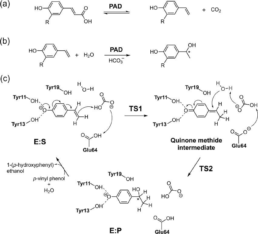 ACS Catalysis | 量子化学方法研究酶催化的立体选择性