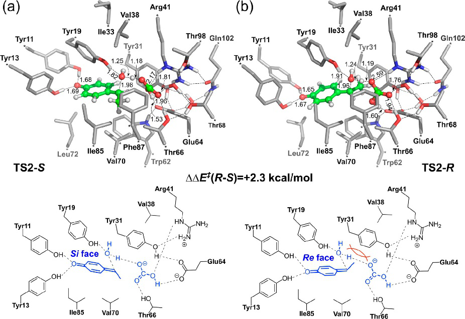 ACS Catalysis | 量子化学方法研究酶催化的立体选择性