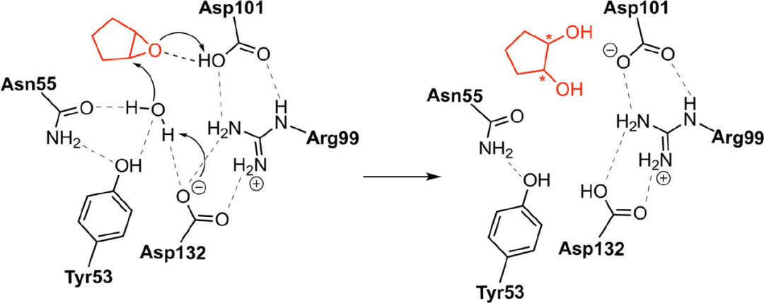 ACS Catalysis | 量子化学方法研究酶催化的立体选择性