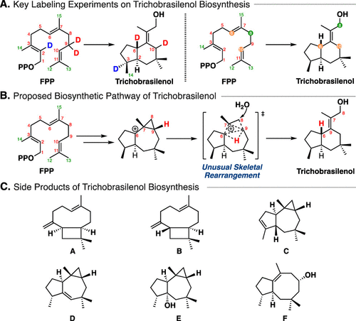 JACS | 量子化学计算揭示巴西烷型倍半萜生物合成新机制