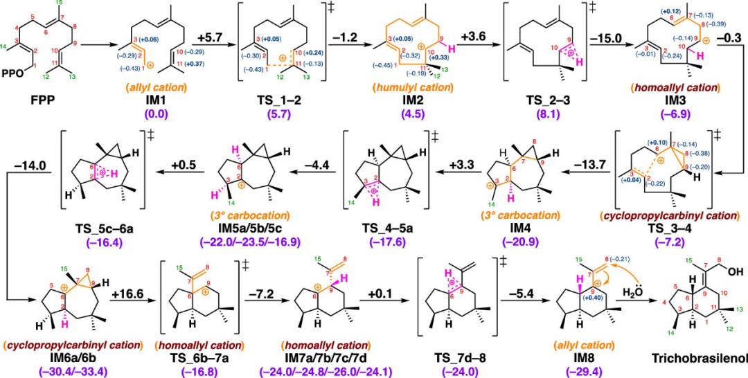 JACS | 量子化学计算揭示巴西烷型倍半萜生物合成新机制