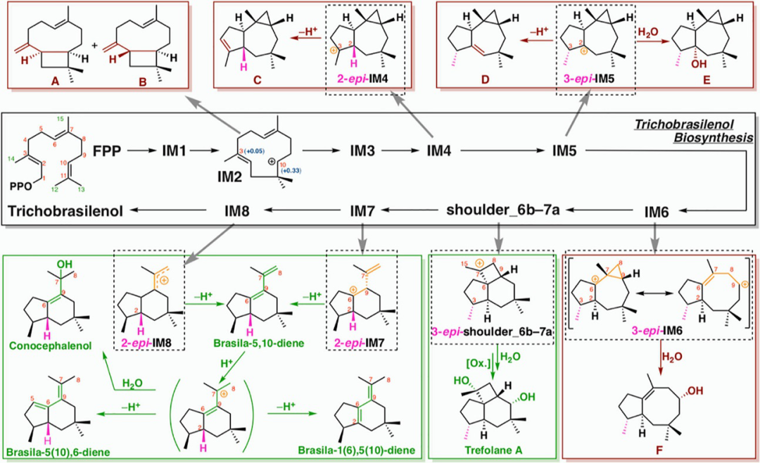 JACS | 量子化学计算揭示巴西烷型倍半萜生物合成新机制