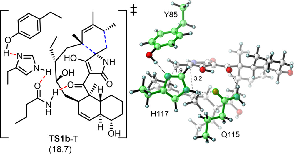 JACS | 量子化学计算揭示D-A环加成酶PyrI4的催化机制