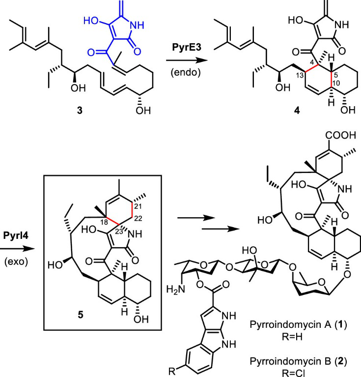 JACS | 量子化学计算揭示D-A环加成酶PyrI4的催化机制