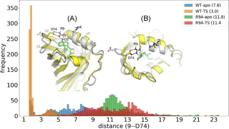 JACS | 量子化学计算揭示D-A环加成酶PyrI4的催化机制