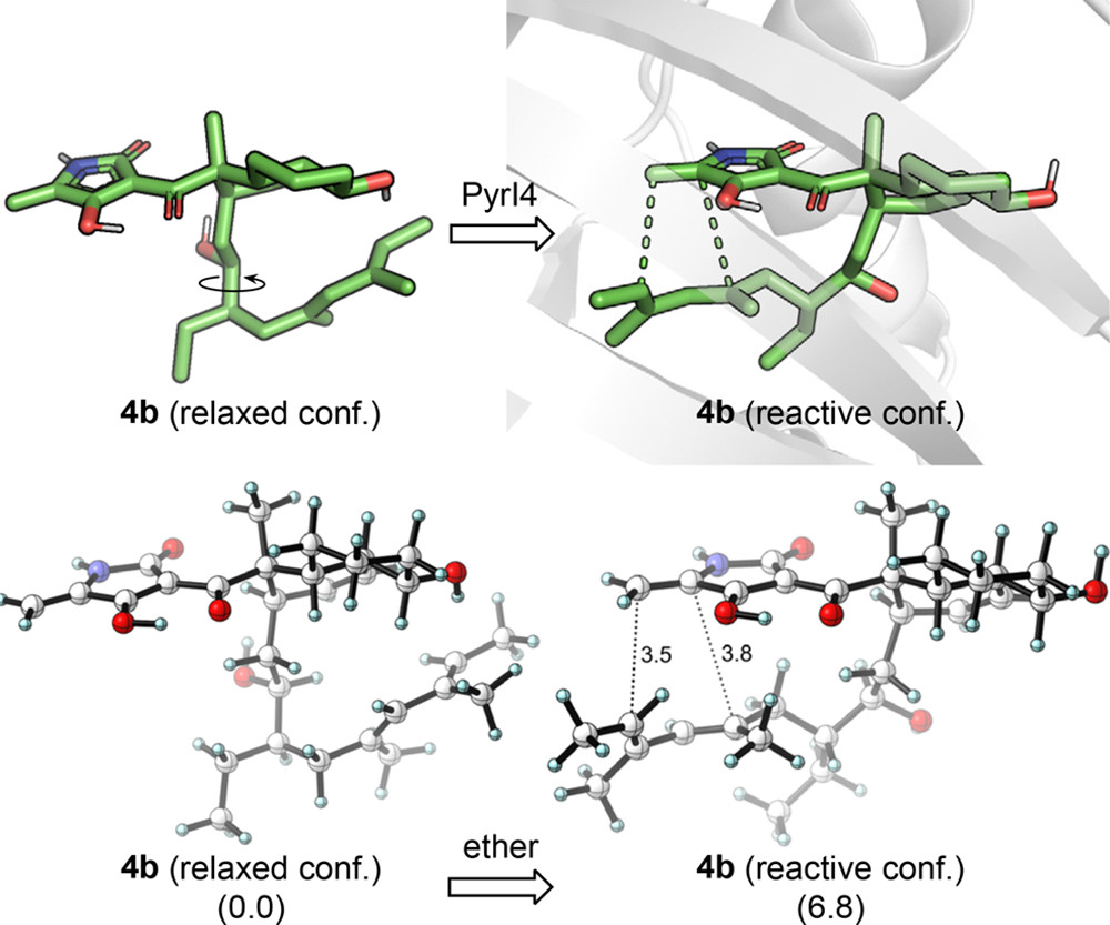 JACS | 量子化学计算揭示D-A环加成酶PyrI4的催化机制