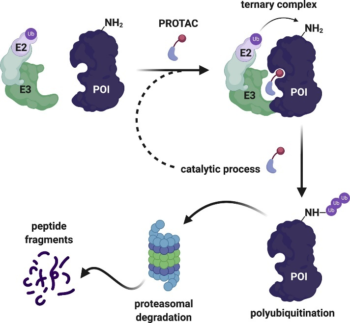 Cell Chemical Biology | 可逆和不可逆共价化学在靶向蛋白降解中的作用