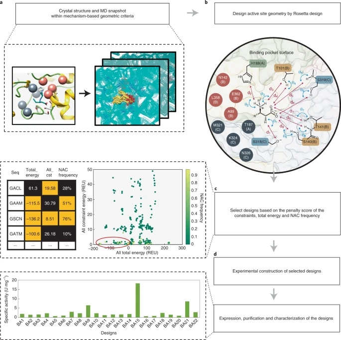 Nature Catalysis | 基于机制计算的重设计策略重建酶的活性位点