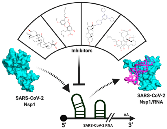 JPCL | 明确SARS-CoV-2 Nsp1与非翻译区复合物的结构对疫苗开发有何启示？