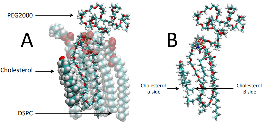 Curr Top Med Chem. | MD能为LNP做哪些事儿?