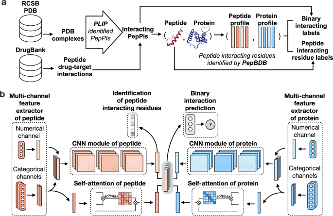 Nat. Commun. | 多肽-蛋白相互作用预测的深度学习框架