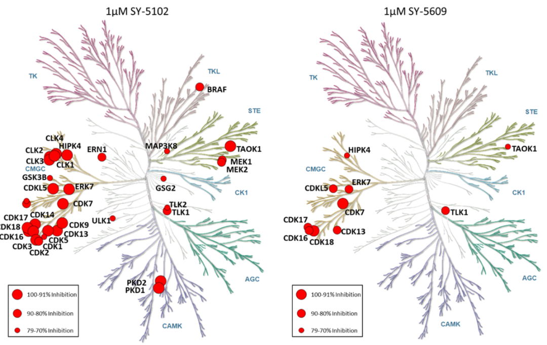 JMC | 非共价CDK7抑制剂SY-5609的发现