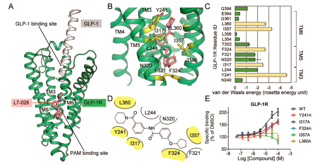 ACS Chem. Bio. | 增强GLP1与GLP-1R结合的变构调节剂的发现