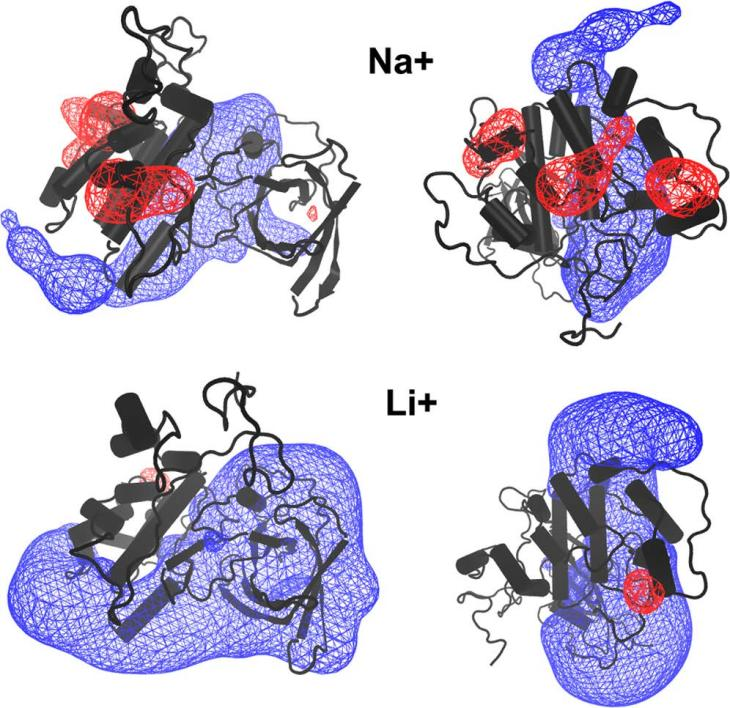 JCIM | 新的计算方法揭示锂药对GSK-3β与其分子伴侣结合亲和力的影响