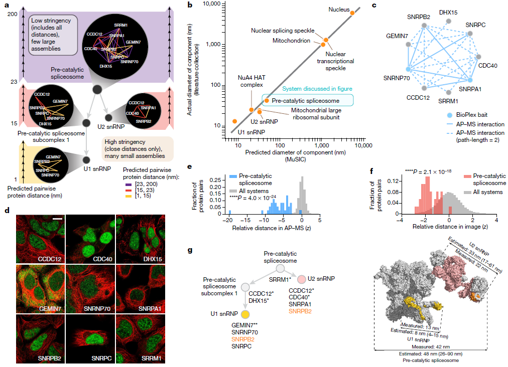 Nature | 融合蛋白质图像和相互作用的细胞结构多尺度图谱