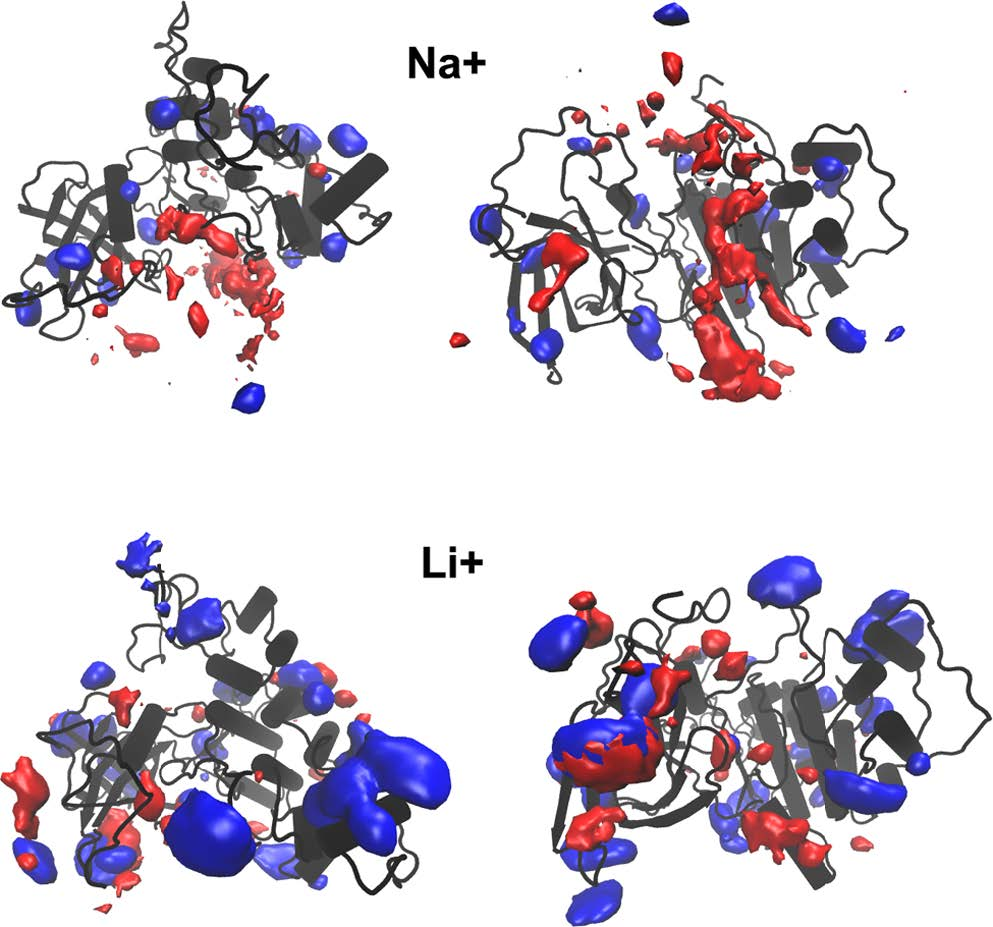 JCIM | 新的计算方法揭示锂药对GSK-3β与其分子伴侣结合亲和力的影响