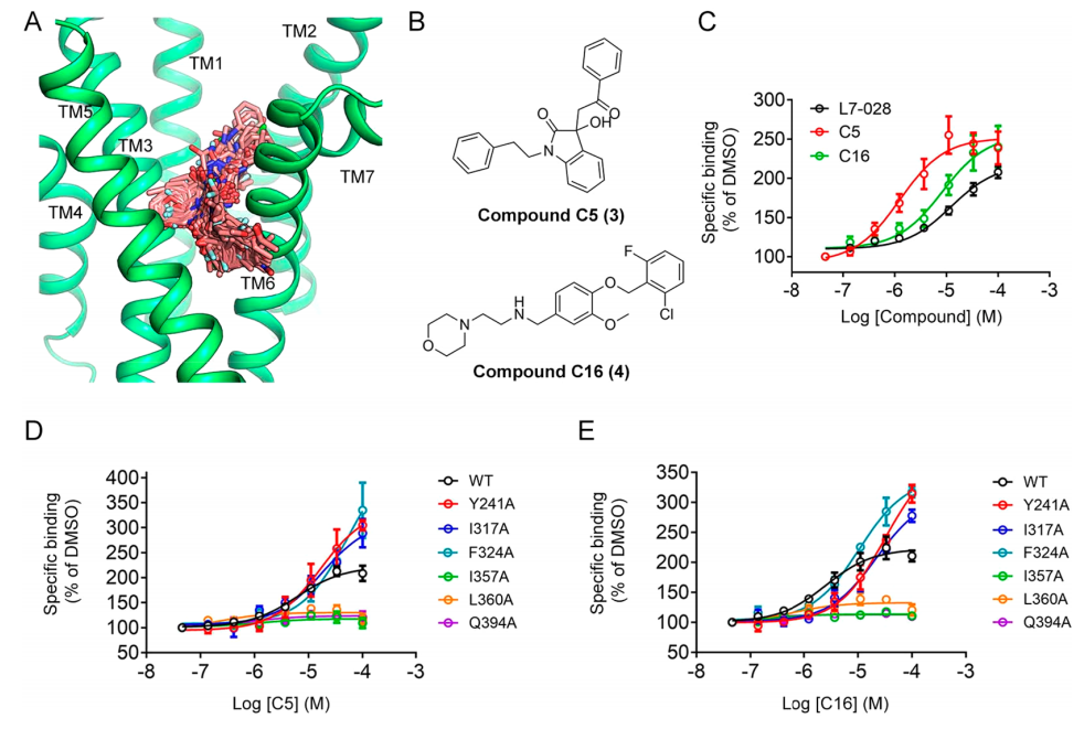 ACS Chem. Bio. | 增强GLP1与GLP-1R结合的变构调节剂的发现