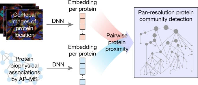 Nature | 融合蛋白质图像和相互作用的细胞结构多尺度图谱