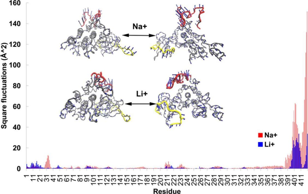 JCIM | 新的计算方法揭示锂药对GSK-3β与其分子伴侣结合亲和力的影响