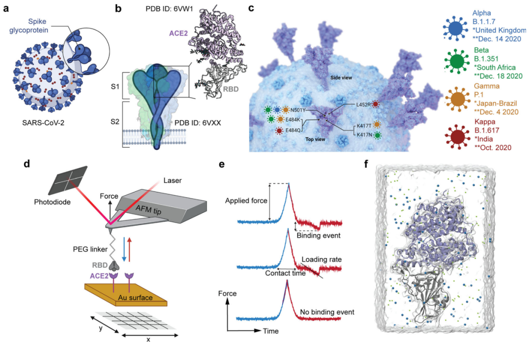 Nat. Commun. | 从分子角度分析SARS-CoV-2突变体的受体结合能量