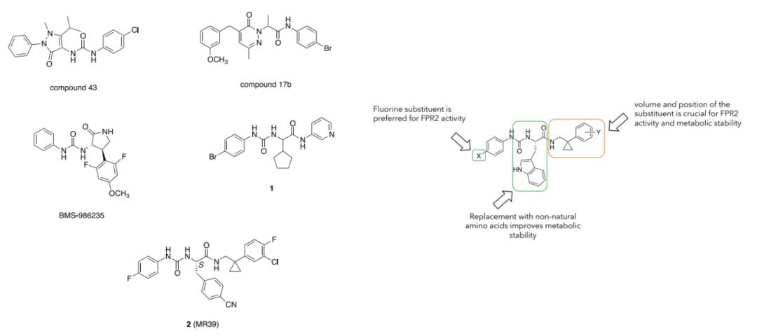 JMC | 甲酰肽受体 2 (FPR2) 脲基丙酰胺类激动剂的设计、合成与生物学评价