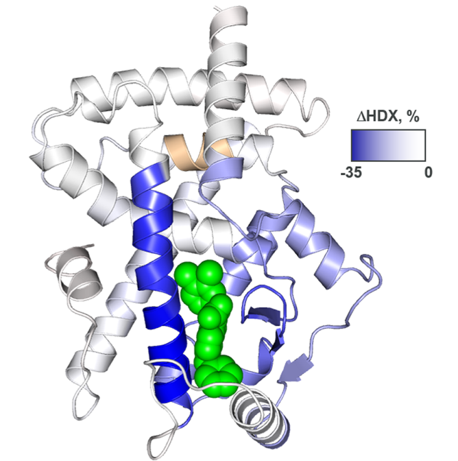 ACS Med. Chem. Lett. | 虚拟筛选发现CDK5介导的PPARγ磷酸化抑制剂