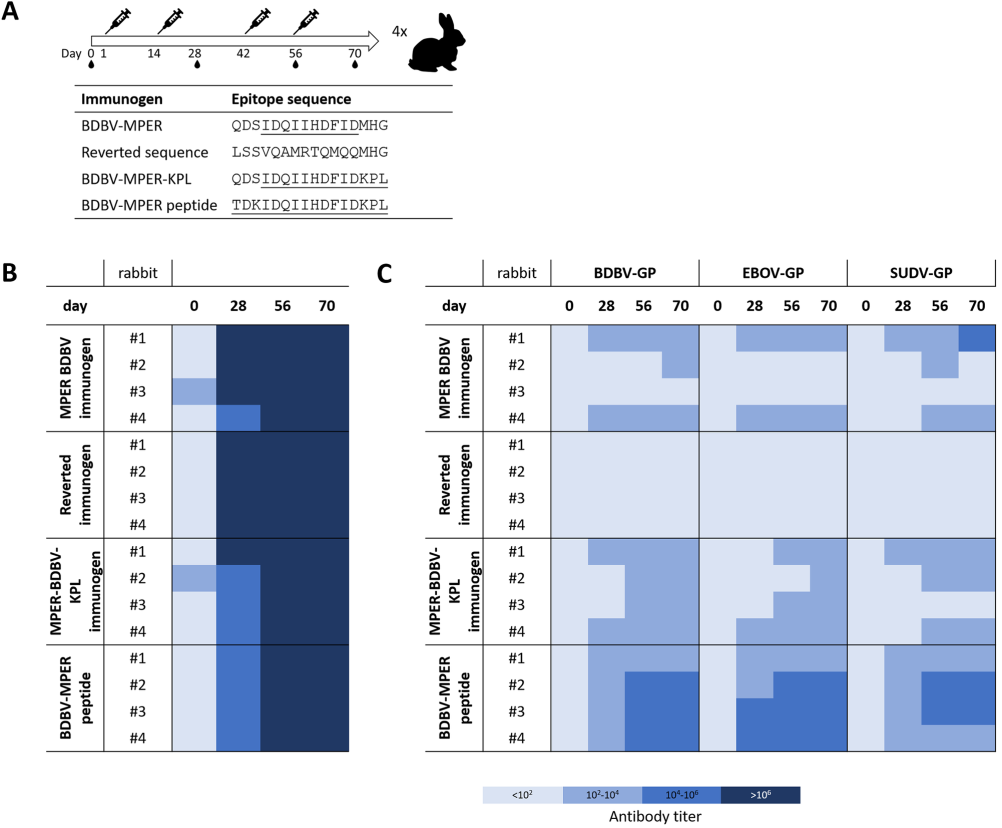 PLOS Pathogens | 基于埃博拉病毒糖蛋白HR2-MPER区域的表位聚焦的免疫原设计